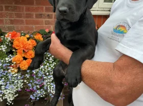 Labrador Retriever