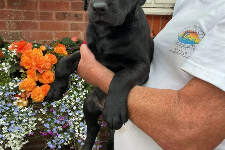 Labrador Retriever