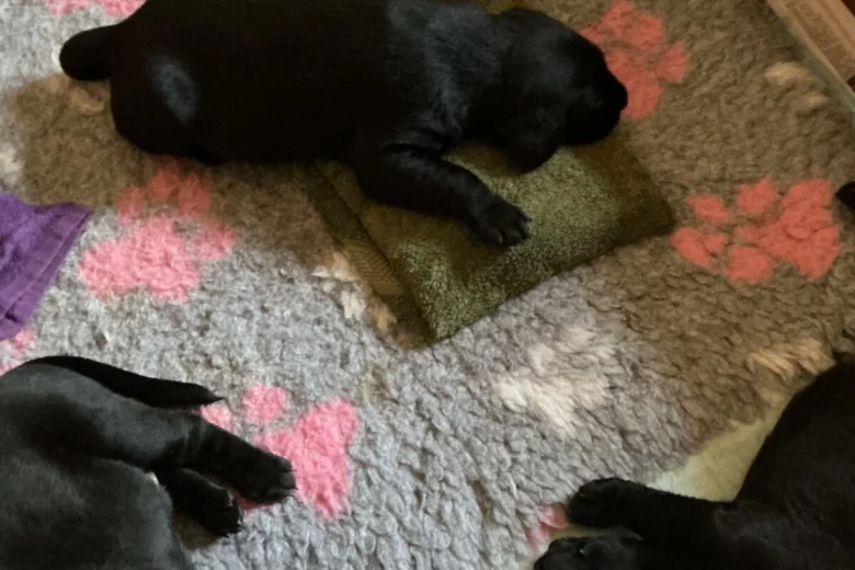 Labrador Retriever