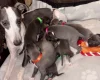 Whippet