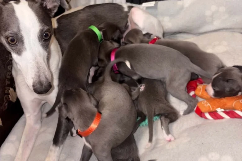Whippet