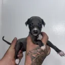 Whippet