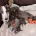 Whippet