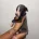 Whippet