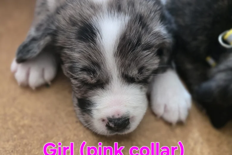 Border Collie