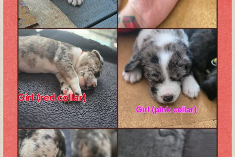 Border Collie