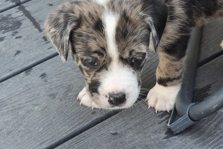 Border Collie