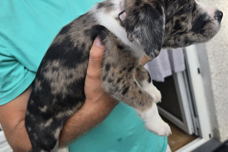 Border Collie