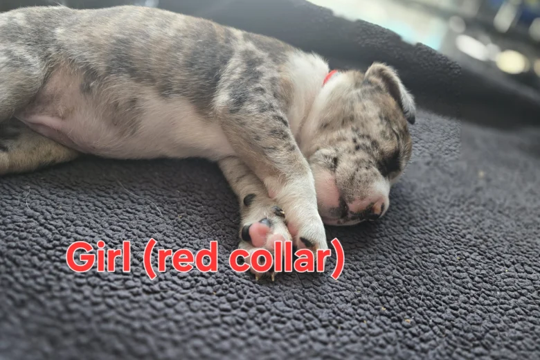 Border Collie