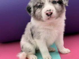 Border Collie