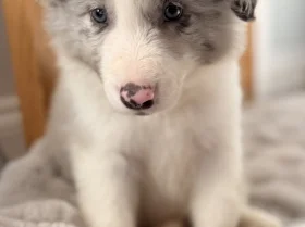 Border Collie