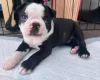 Boston Terrier