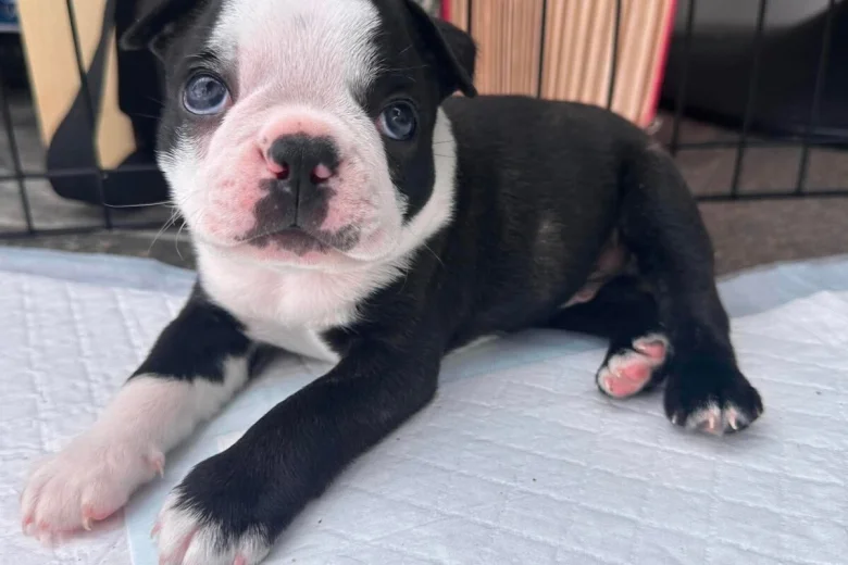 Boston Terrier