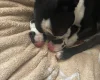 Boston Terrier