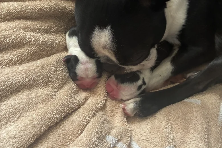 Boston Terrier
