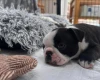 Boston Terrier