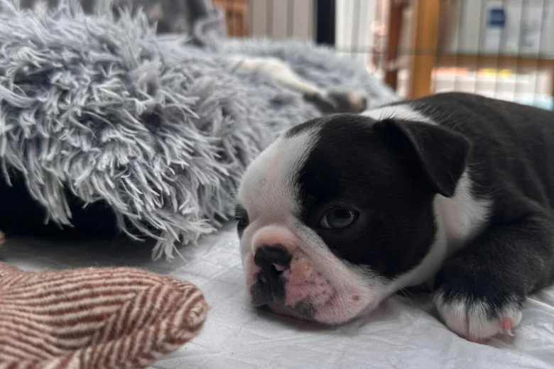 Boston Terrier
