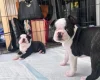 Boston Terrier
