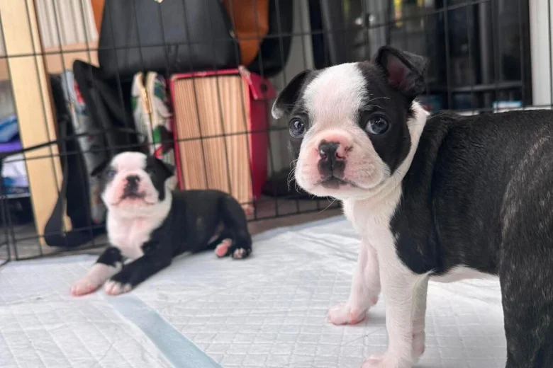 Boston Terrier