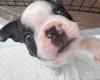 Boston Terrier