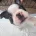Boston Terrier