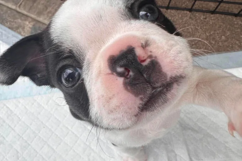 Boston Terrier