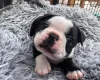 Boston Terrier