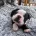 Boston Terrier