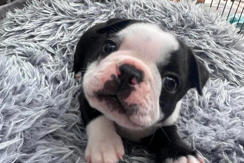 Boston Terrier