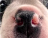 Boston Terrier