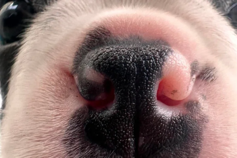 Boston Terrier
