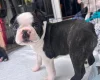 Boston Terrier