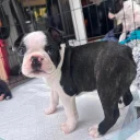 Boston Terrier