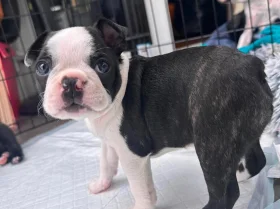 Boston Terrier