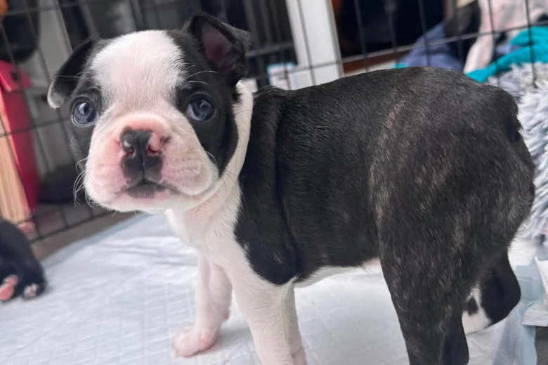 Boston Terrier
