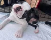 Boston Terrier