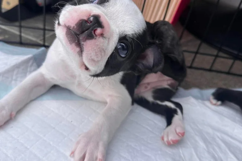 Boston Terrier