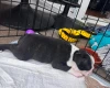 Boston Terrier