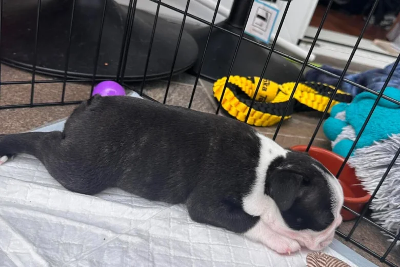 Boston Terrier
