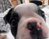 Boston Terrier