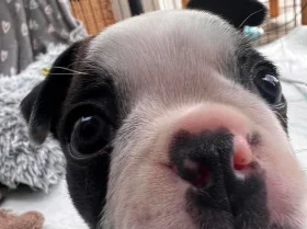 Boston Terrier