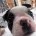 Boston Terrier