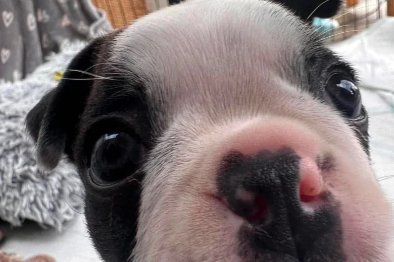 Boston Terrier