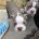 Boston Terrier