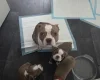 Boston Terrier