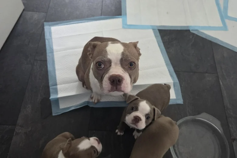 Boston Terrier