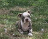 Boston Terrier