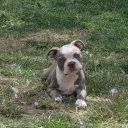 Boston Terrier
