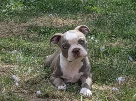 Boston Terrier