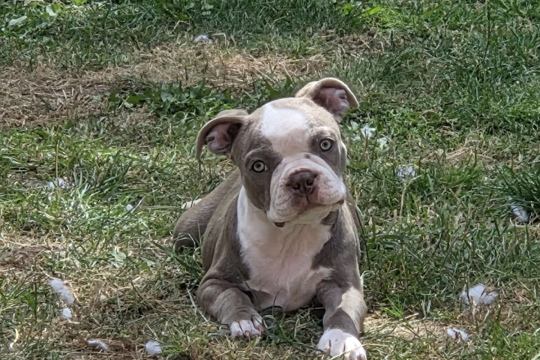 Boston Terrier